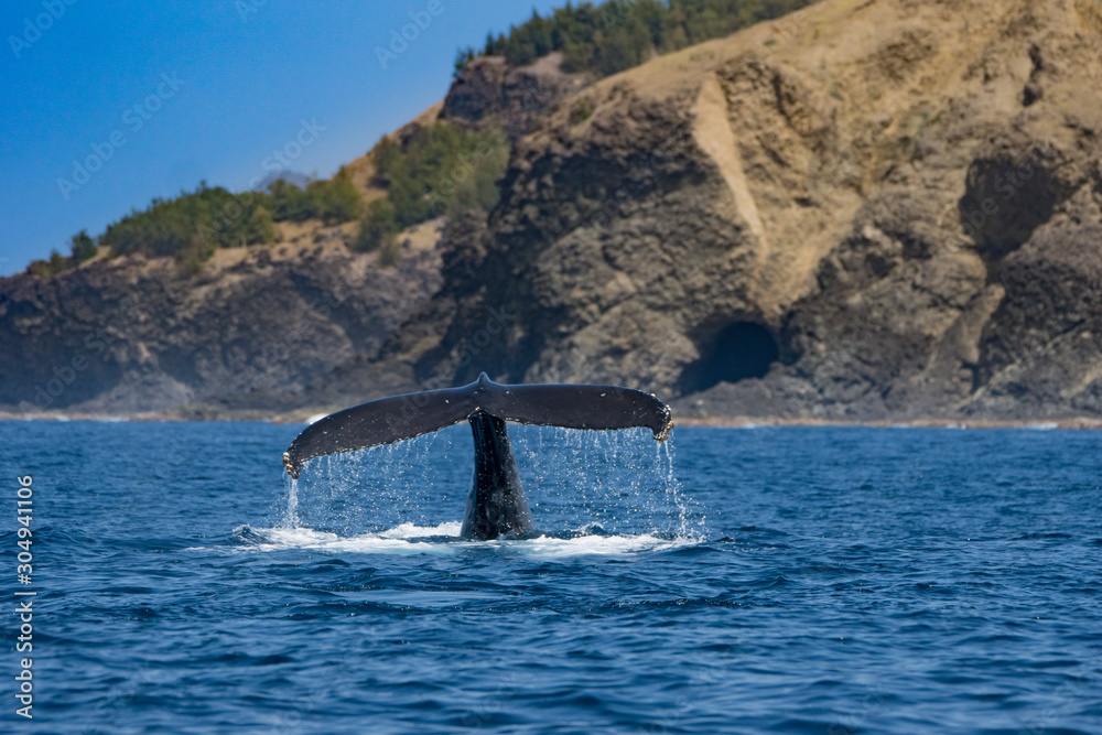 Fototapeta premium 尾びれを上げるザトウクジラ 小笠原