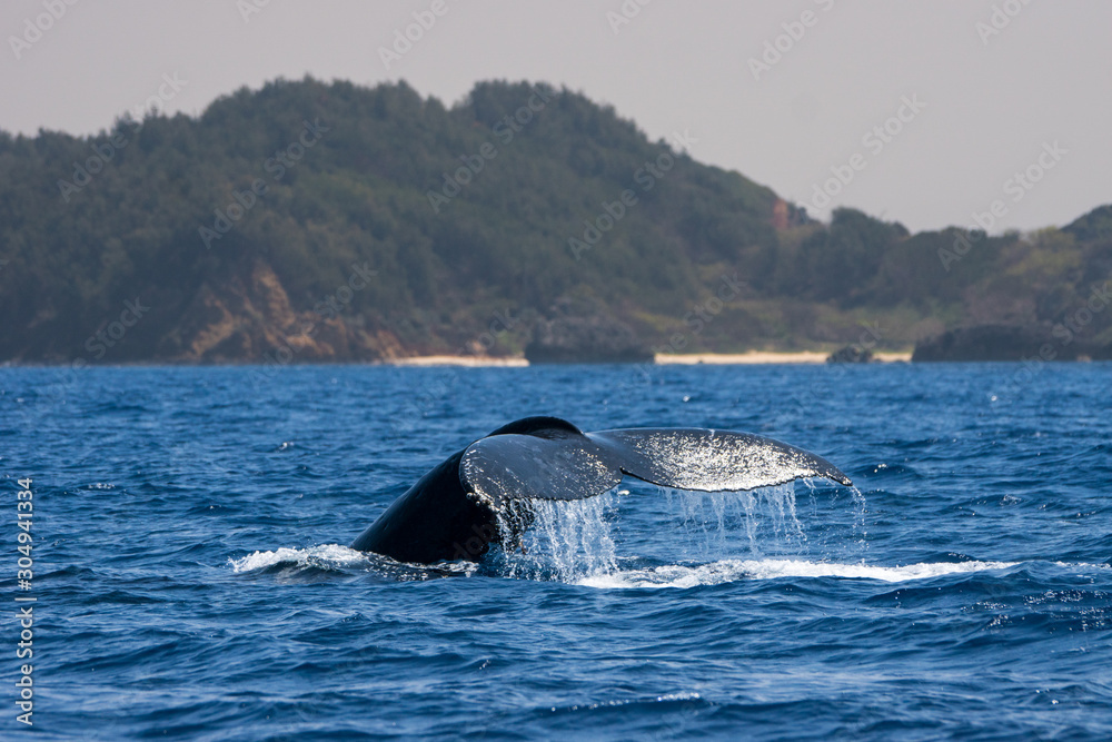 Fototapeta premium 尾びれを上げるザトウクジラ 小笠原