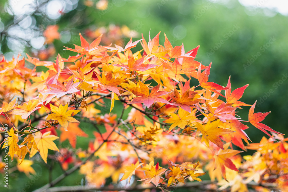 Red, yellow and orange maple leaves on green background in Japan. Red, yellow and orange maple leaves on green background in Japan.