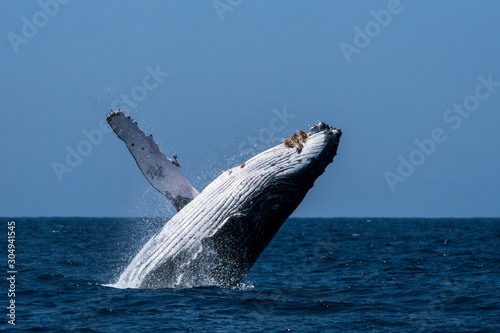 小笠原の海でジャンプするザトウクジラ © shota