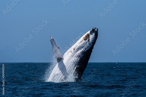 小笠原の海でジャンプするザトウクジラ © shota