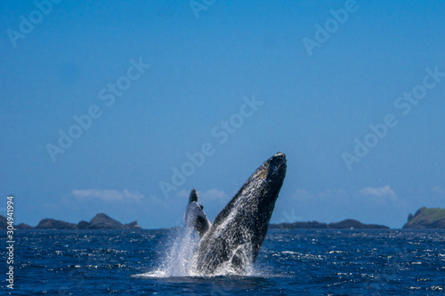 小笠原の海でジャンプするザトウクジラ