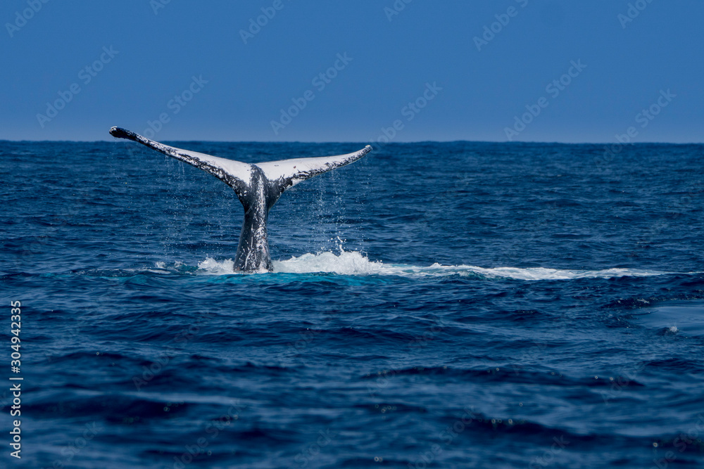 Fototapeta premium 尾びれを上げるザトウクジラ 小笠原