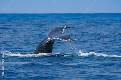 尾びれを上げるザトウクジラ　小笠原 © shota