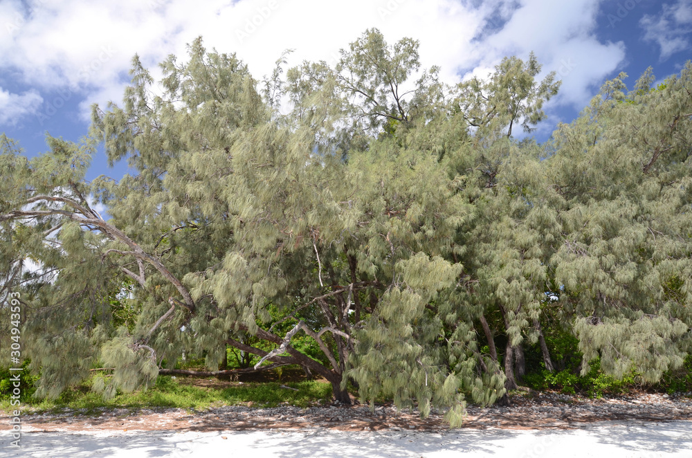 arbres de l'ile des pins