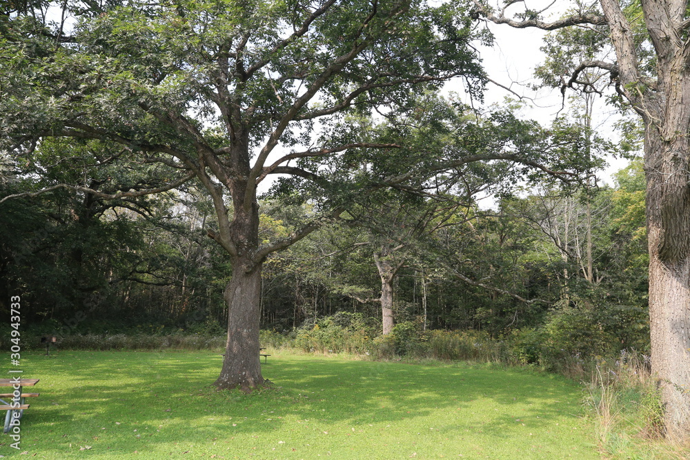 Nature Hike in Woods Summer