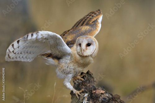 Magnificent Barn Owl perched on a stump in the forest (Tyto alba) . Western barn owl in the nature habitat. photo