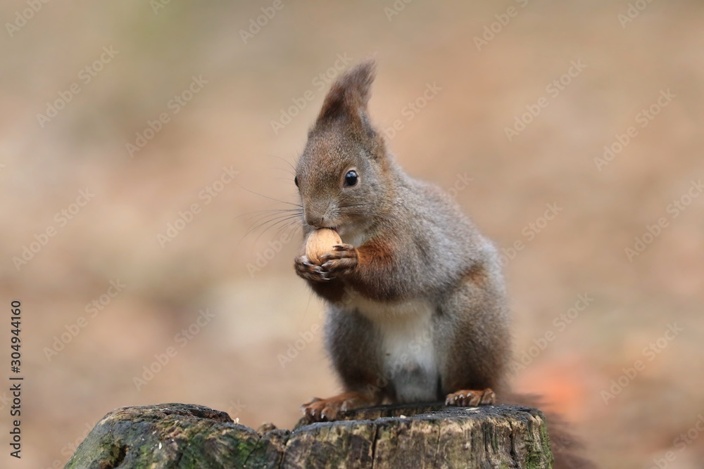 Obraz premium Art view on wild nature. Cute red squirrel with long pointed ears in autumn scene . Wildlife in November forest. Squirrel sitting on the stump with a nut.. Sciurus vulgaris