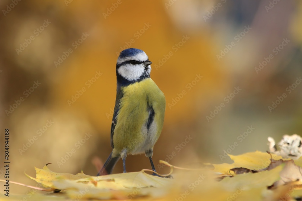cute eurasian blue tit sitting on the ground. Parus caeruleus. Autumn wildlife scene from nature. Bird in the nature habitat. cute eurasian blue tit sitting on the ground. Parus caeruleus. Autumn wildlife scene from nature. Bird in the nature habitat.