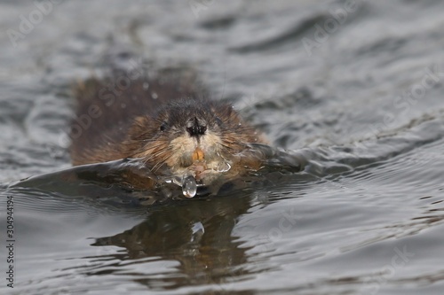 The muskrat (Ondatra zibethicus) in natural habitat. Wildlife scene from Czech. The muskrat swimming in the pond.