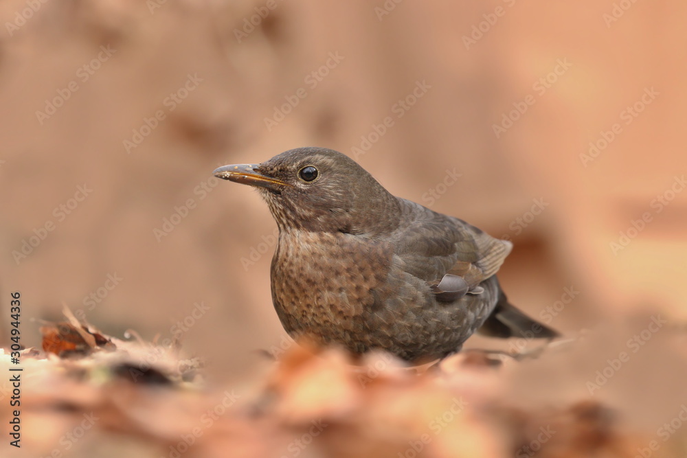 Fototapeta premium Blackbird sitting on the ground. common blackbird in the nature environment. Eurasian blackbird. Czech republic. Turdus merula