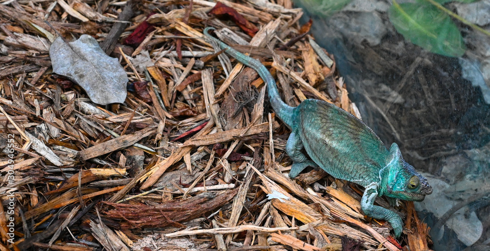 Caméléon Caméléon