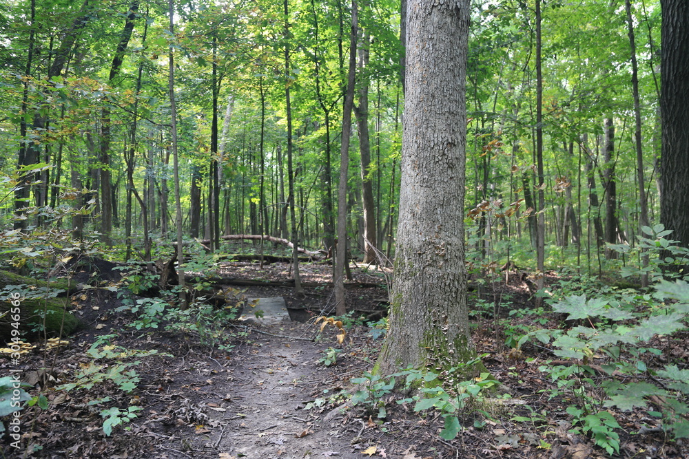 Nature Hike in Woods and Greenery Nature Hike in Woods and Greenery