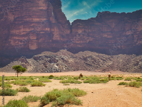 Camels and desert cliffs photo