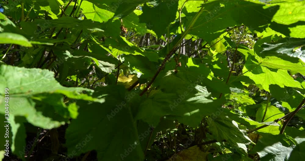 Close up vertical pan of bright lush green foliage in a dense forest with dappled light breaking through the foliage Close up vertical pan of bright lush green foliage in a dense forest with dappled light breaking through the foliage