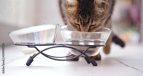Close up slow motion shot, adorable cute brown striped cat, kitten, kitty, drinking water and milk. 4K.
