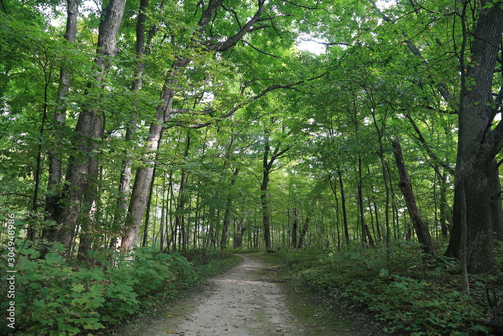 Obraz premium Nature Forest