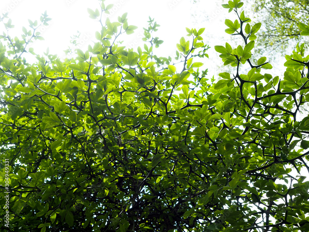 TREE TREE