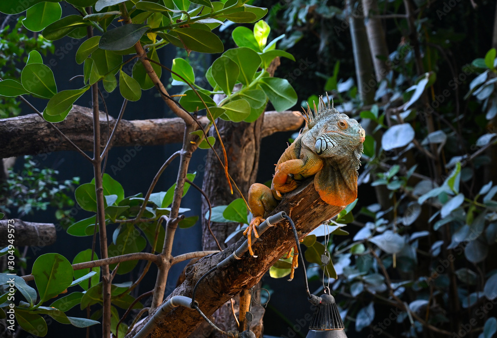 Fototapeta premium Iguane