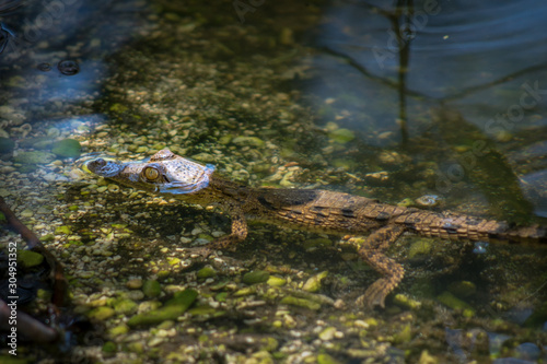 American crocodile (Crocodylus acutus), baby animal, Lake Enriquillo, Dominican Republic