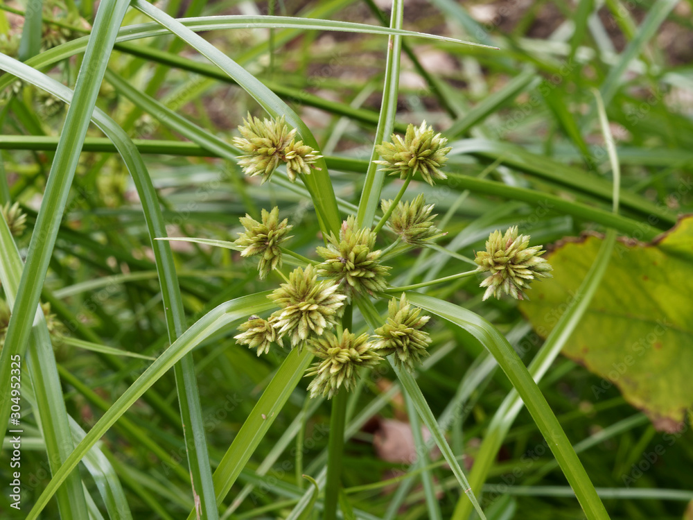 Gros plan sur épillets de petites fleurs brunes sur feuilles de faux papyrus ou cyperus à feuilles alternes (cyperus alternifolius)