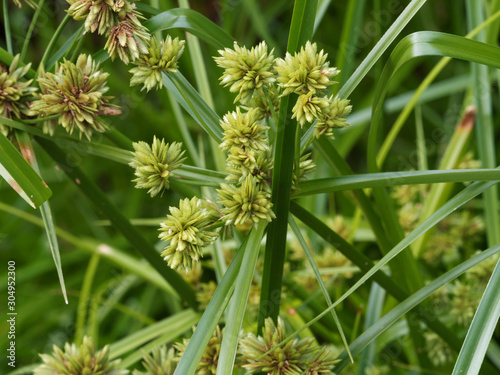 Gros plan sur épillets de petites fleurs brunes sur feuilles de faux papyrus ou cyperus à feuilles alternes (cyperus alternifolius) photo