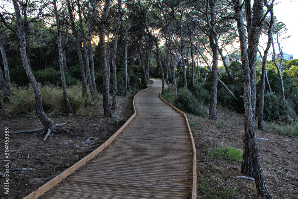 Obraz premium Camino de madera