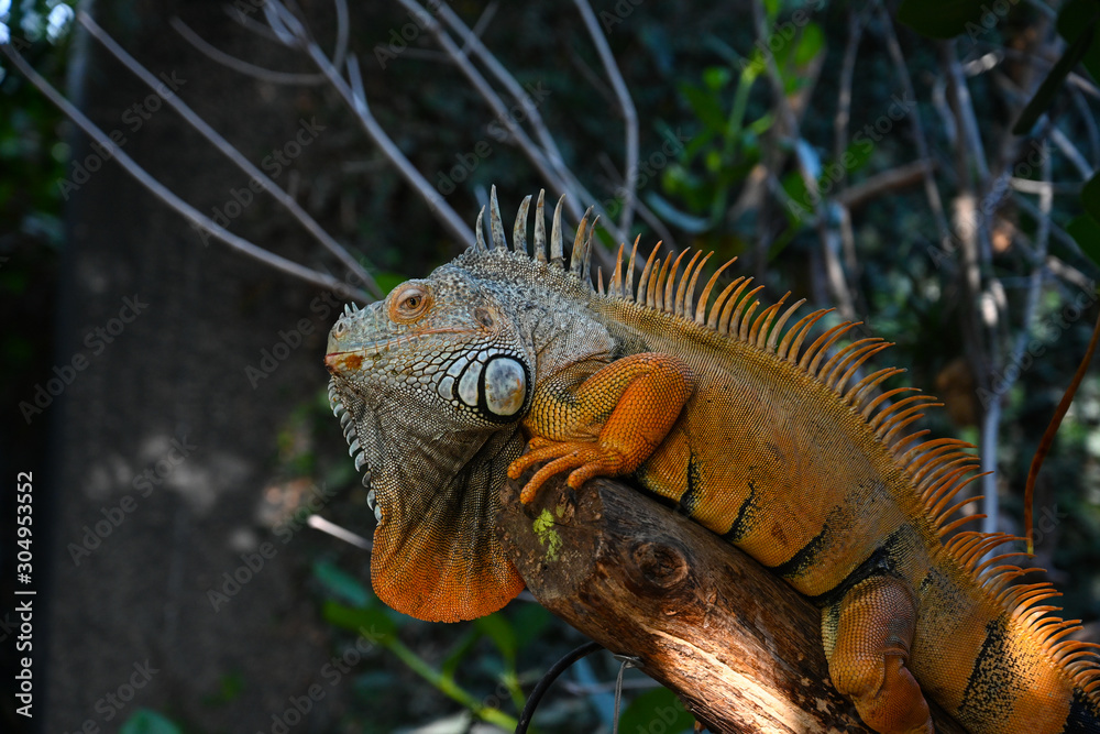 Naklejka premium Iguana