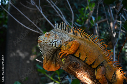 Iguane