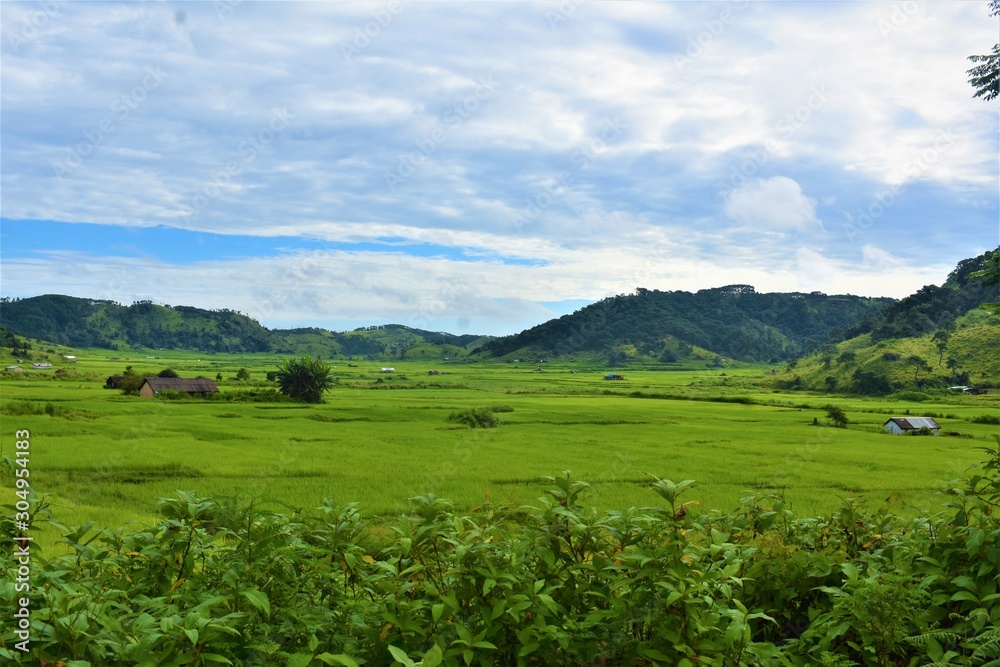 Green rice field with mountain and blue sky background in summer season beauty of nature
