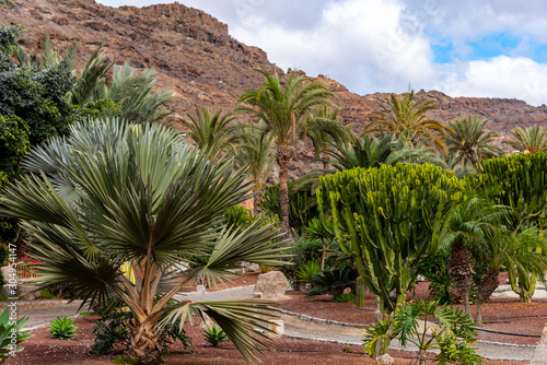 Gran Canaria Nature. Beautiful palm trees on the background of rocks