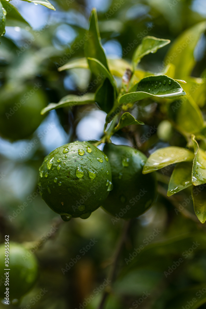 Orange citrus on the branches of the bitter orange variety tree Orange citrus on the branches of the bitter orange variety tree