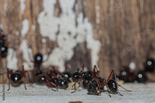 Selective focus black ants eating sugar on ground.Behavior of ants.Worker ants are there working.