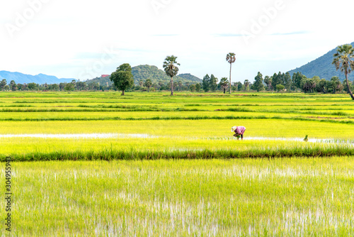Thai farmer working on rice field at up country in Thailand during rainny season