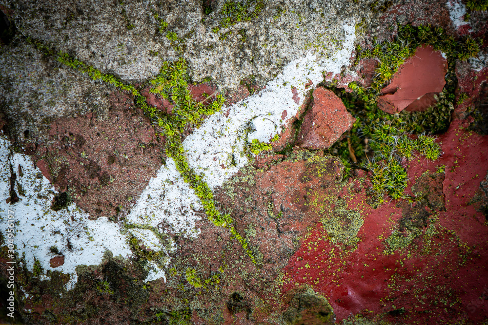 Fototapeta premium green moss on a stone wall
