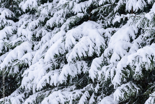 The branch of tree has covered with heavy snow in winter season at Lapland, Finland.