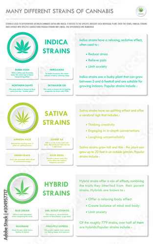 Many Different Strains of Cannabis vertical business infographic illustration about cannabis as herbal alternative medicine and chemical therapy, healthcare and medical science vector.