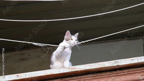 White mongrel kitten playing with a clothesline on the balcony railing in Tbilis photo