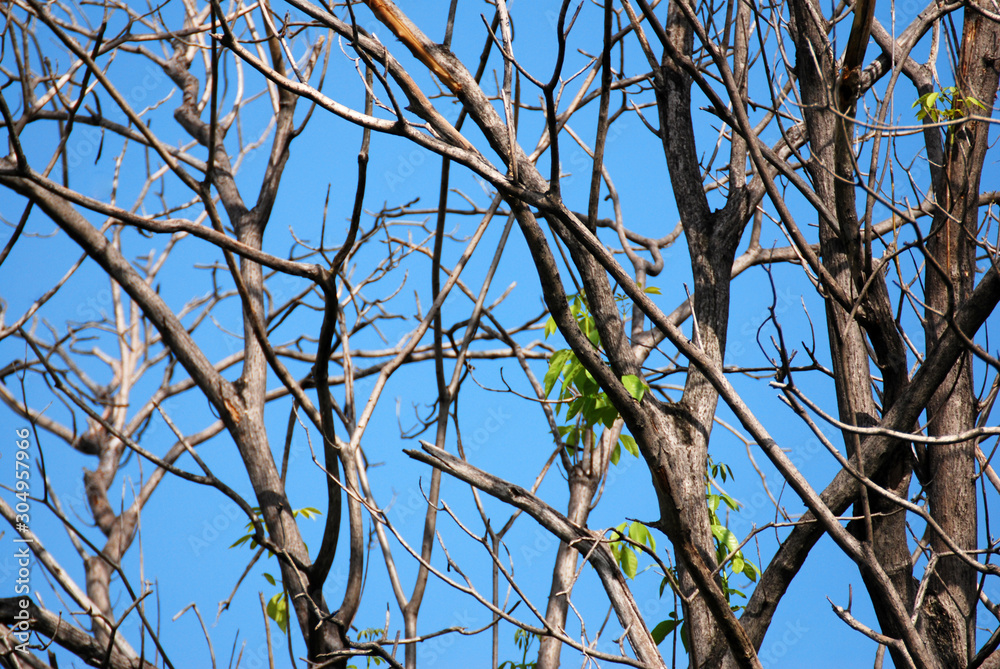 Nature scene - Dry branch of tree with cloud blue sky - summer season Nature scene - Dry branch of tree with cloud blue sky - summer season