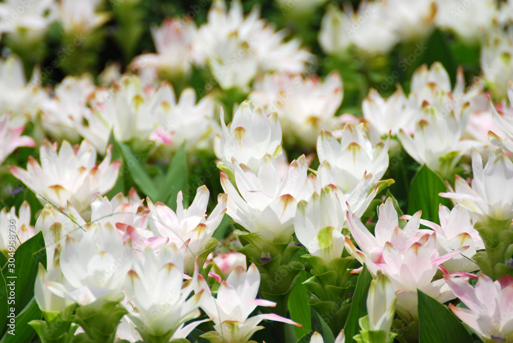 Fototapeta premium Nature scene of blooming white siam tulip flowers or Curcuma Sparganifolia field - park and gardens