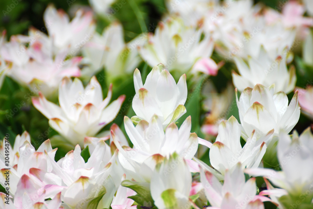 Obraz premium Nature scene of blooming white siam tulip flowers or Curcuma Sparganifolia field - park and gardens
