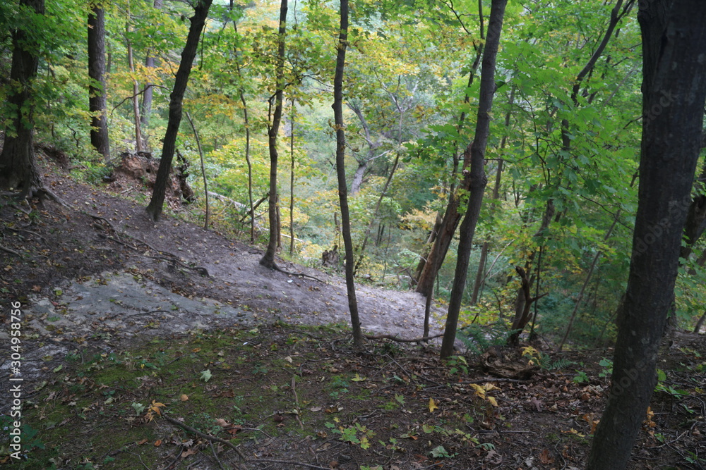 Hike in the Woods with Canyon