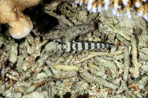 The surprising underwater world of the Indian and Pacifical Oceans