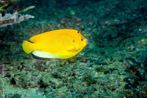 The surprising underwater world of the Indian and Pacifical Oceans