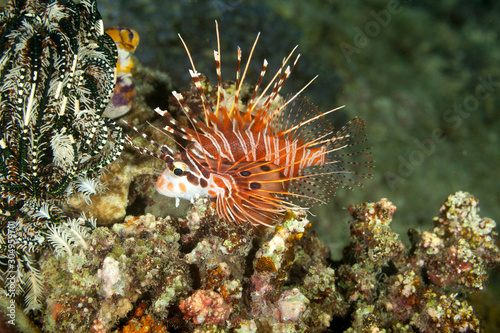 The surprising underwater world of the Indian and Pacifical Oceans