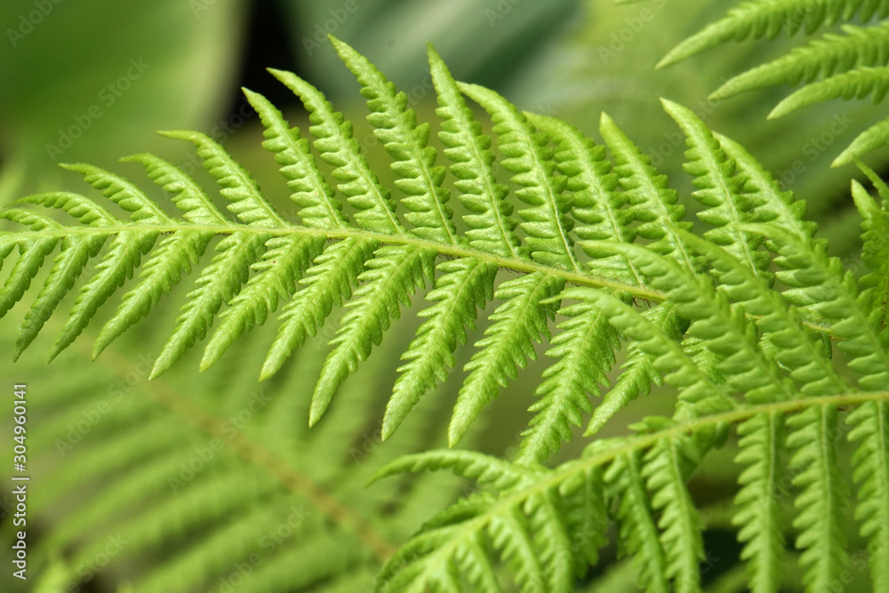 Macro Single Tropical Fern leaf with blurred background - Green nature image Macro Single Tropical Fern leaf with blurred background - Green nature image