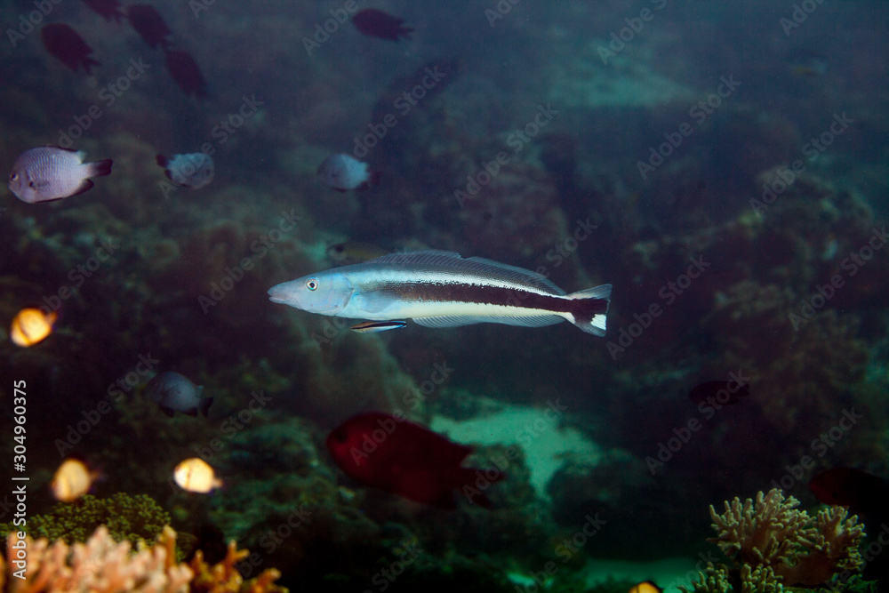 The surprising underwater world of the Indian and Pacifical Oceans