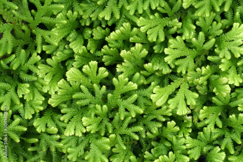 Macro mini tropical Fern leaf plants on the ground abstract background - Green nature patterns 