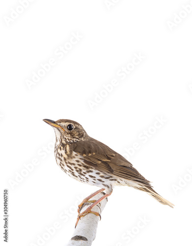 Song thrush isolated on a white background.