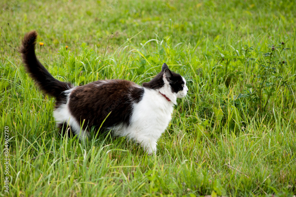 Fluffy cat walking in the grass 